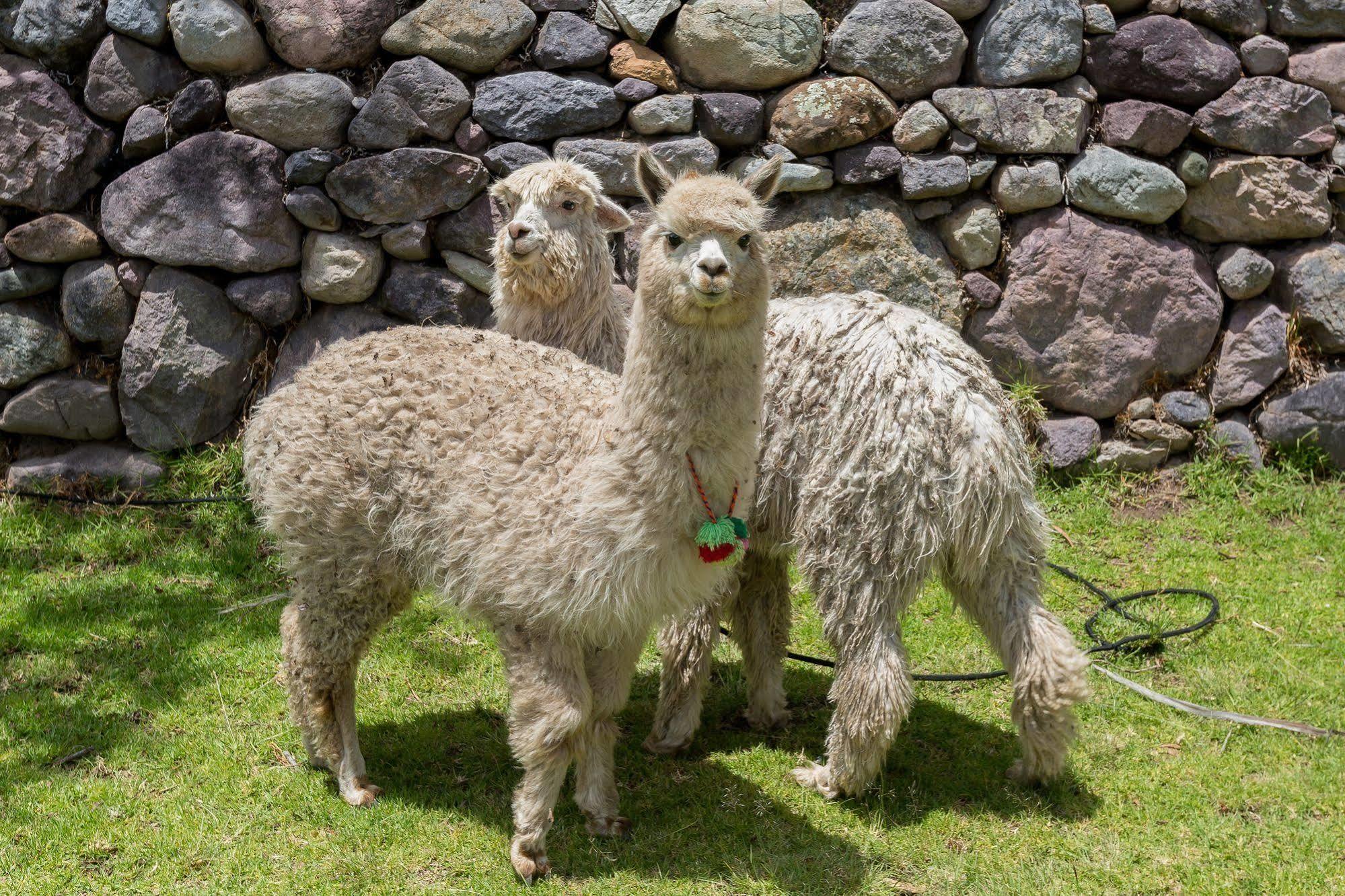 Hotel Hacienda Del Valle Urubamba Eksteriør billede